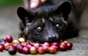 kopi luwak