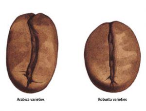 arabica o robusta